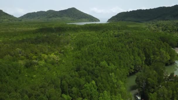 Aerial Ascending Footage Mangrove Forest — Stockvideo