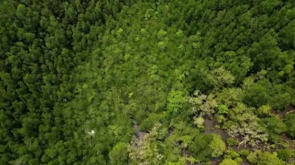 Aerial Bird Eye View Shot Mangrove Forest — Stock Video