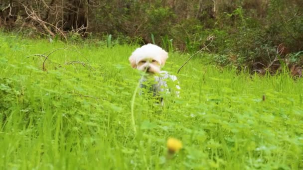 Köpek Uzun Çimenlerde Ağır Çekimde Yürüyor — Stok video