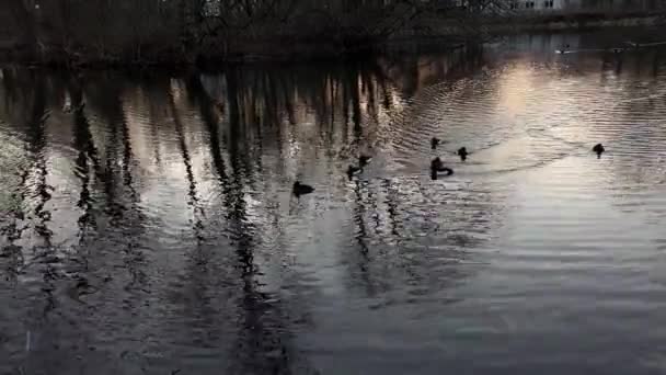 Ευρεία Βολή Μερικών Παπιών Που Κολυμπούσαν Μια Μικρή Λίμνη Ένα — Αρχείο Βίντεο