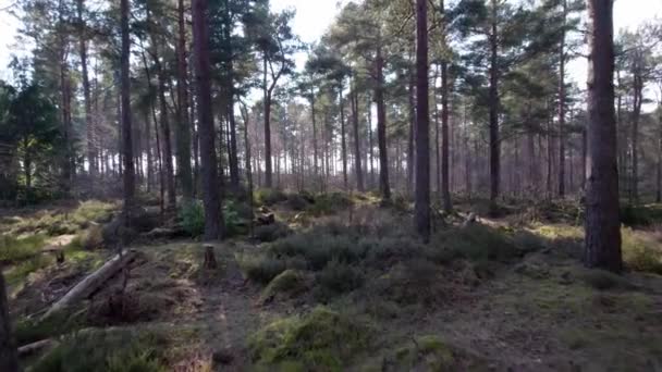 Cinematice Aerial Drone Footage Flying Scots Pine Trees Canopy Native — Vídeos de Stock