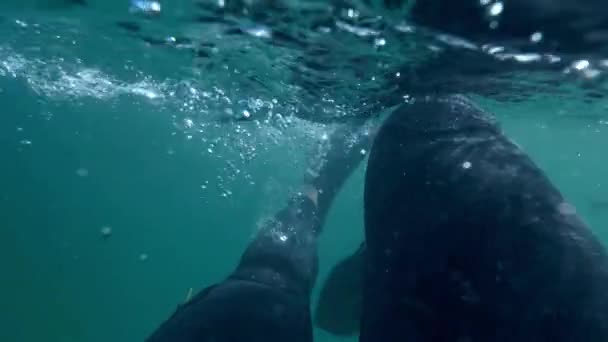 Simning Med Fenor Och Våtdräkt Kallt Hav — Stockvideo
