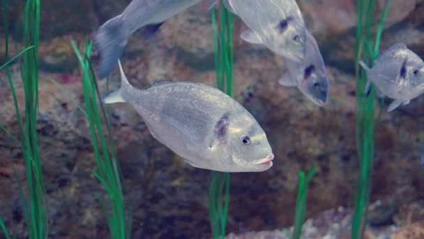 背景に植物がぼやけている水族館で 他の魚の間でゆっくりと泳ぐ白い魚 — ストック動画