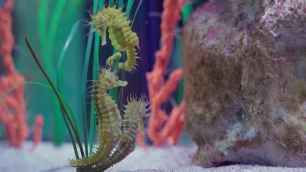 Žlutí Mořští Koníci Odpočívající Blízkosti Mořského Dna Rozmazaným Barevným Pozadím — Stock video