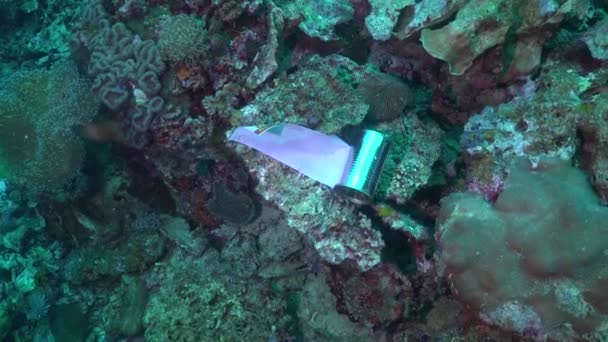 锡罐躺在珊瑚礁污染的珊瑚礁上 — 图库视频影像
