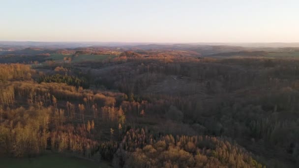 Bare Brown Trees Winter Germany Aerial Tracking Shot Gimbal Tilt — стоковое видео