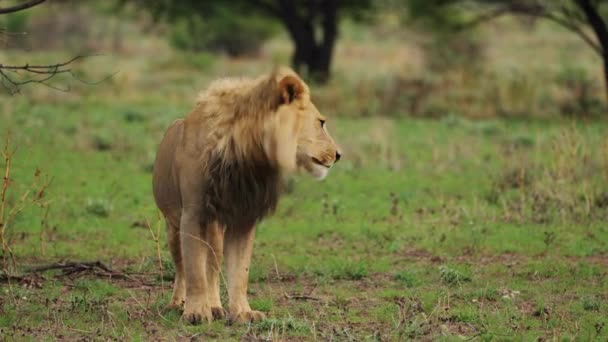 Male Lion Prowl Central Kalahari Game Reserve Botswana Wide — Vídeos de Stock