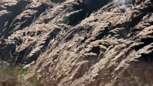 在英格兰春天的微风中摇曳着一季冬季的青草 — 图库视频影像