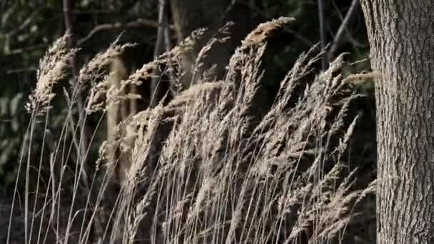 Crop Winter Grasses Swaying Light Spring Breeze England — Stock videók