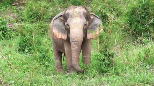 Estática Média Elefante Indiano Tailandês Selvagem Comendo Grama Bambu — Vídeo de Stock