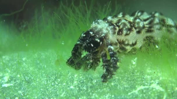 Sea Cucumber Moving Coral Reef Sea Grass — Stockvideo