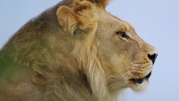 博茨瓦纳中卡拉哈里野生动物保护区的狮子 豹狮子近身 — 图库视频影像