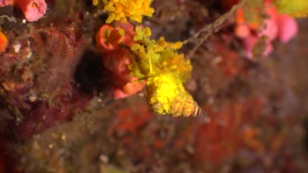 用鸡蛋挂在雏菊珊瑚上的捕虫蜗牛 — 图库视频影像
