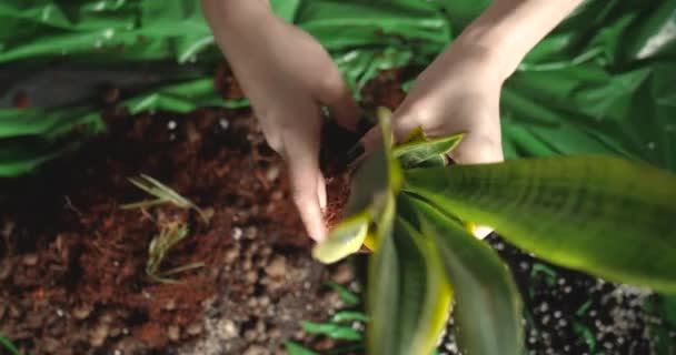 Top Pohled Ženské Ruce Drží Sansevieria Rostlina Příprava Transplantaci Větší — Stock video