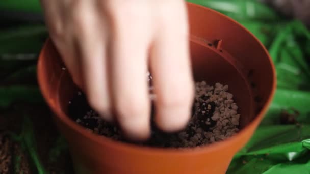 Woman Black Nail Polish Mixing Perlite Granules Soil Pot Closeup — Vídeo de stock