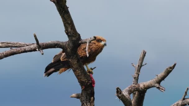 Zwarte Vlieger Vogel Zittend Tak Tegen Blauwe Lucht Centraal Kalahari — Stockvideo