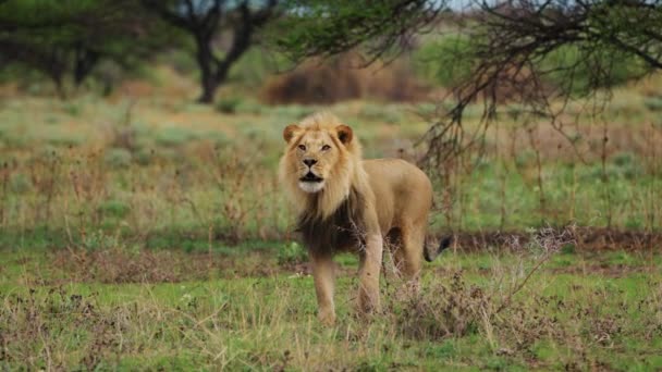 Gran León Caminando Por Sabana Durante Día Tiro Ancho — Vídeo de stock