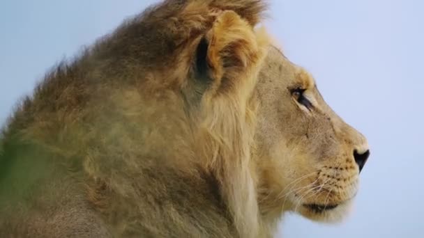 Side View Close Male African Lion Head Central Kalahari Game — Stok video