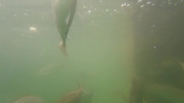 School Yellow Striped Salpa Sarpa Fish Feeding Surface Ocean Underwater — Stockvideo