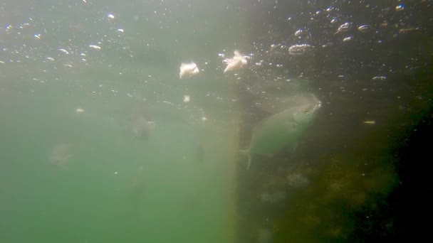 Salpa Sarpa Traumfisch Kann Beim Verzehr Halluzinationen Verursachen Unterwasserblick Der — Stockvideo