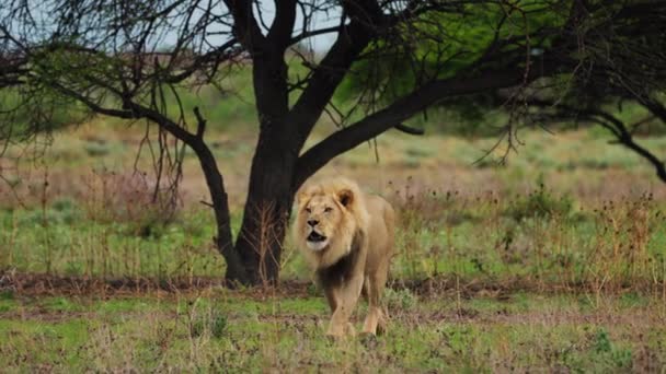 Lion Walking Savannah Central Kalahari Botswana Wide Shot — Stock Video