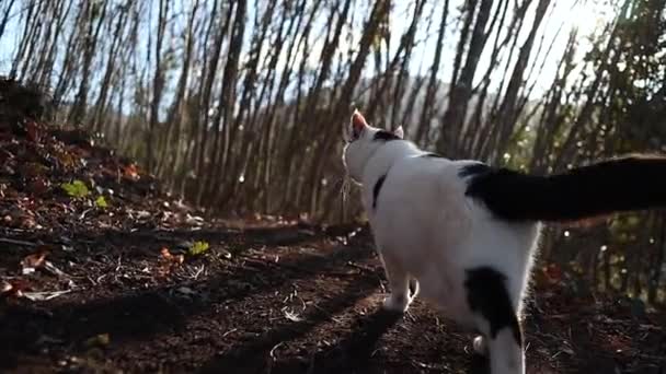 Gato Preto Branco Abana Cauda Caminha Floresta Pôr Sol Câmera — Vídeo de Stock