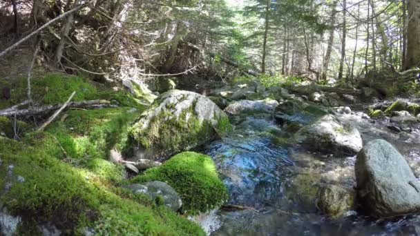 Bellissimo Ruscello Cristallino Immerso Nella Foresta Del Maine Circondato Muschio — Video Stock