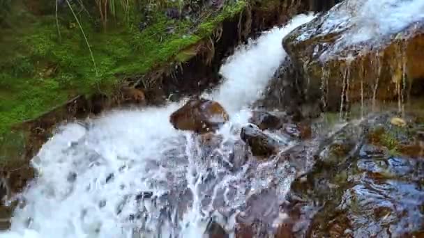 Stream Water Flows Rocks Digs Ground Green Moss Woods Side — Vídeos de Stock