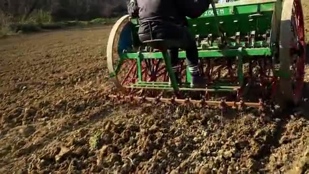 Tarlaya Geleneksel Yeşil Tohum Ekiyor Yakın Çekim Sonrası — Stok video