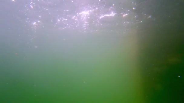 Gouden Gestreepte Salpa Sarpa Vis Voeden Donkere Oceaan Water — Stockvideo