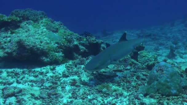 Λευκός Καρχαρίας Ύφαλος Που Σταματά Στον Κοραλλιογενή Ύφαλο Ξαπλωμένος Στα — Αρχείο Βίντεο