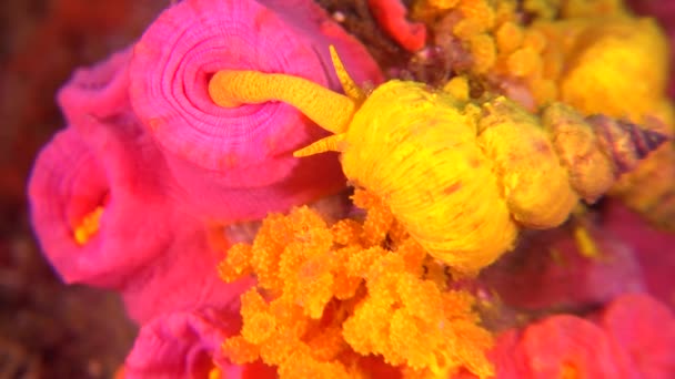 Wentletrap Snail Feeding Daisy Coral Close — Vídeos de Stock