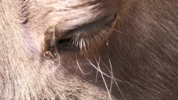 Extreme Macro Shot Closed Horse Eye Enjoying Sunlight Outdoors Nature — Video Stock