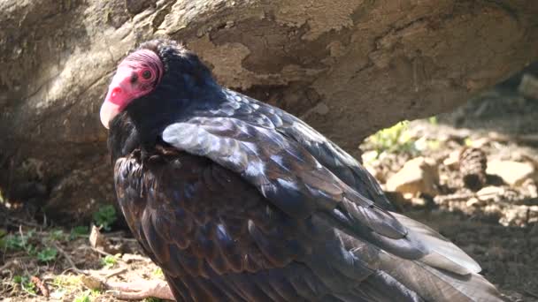 Close Shot Wild Vulture John Vrána Odpočívající Venku Přírodě Během — Stock video