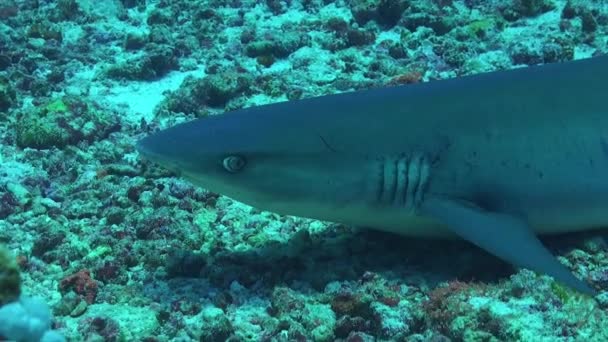 Whitetip Reef Shark Resting Coral Reef Opening Mouth — Vídeos de Stock