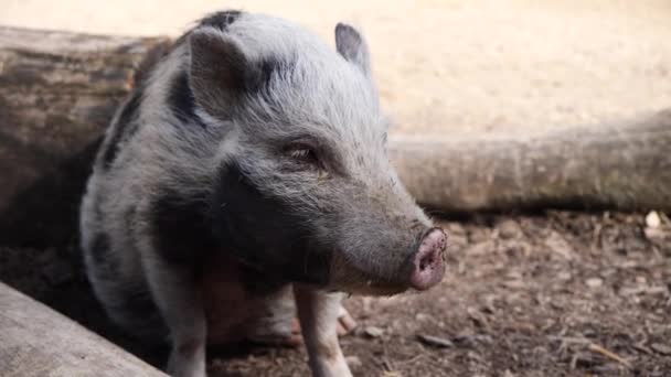 Portrait Close Wild Hairy Wool Pig Resting Countryside Farm Sunny — 비디오