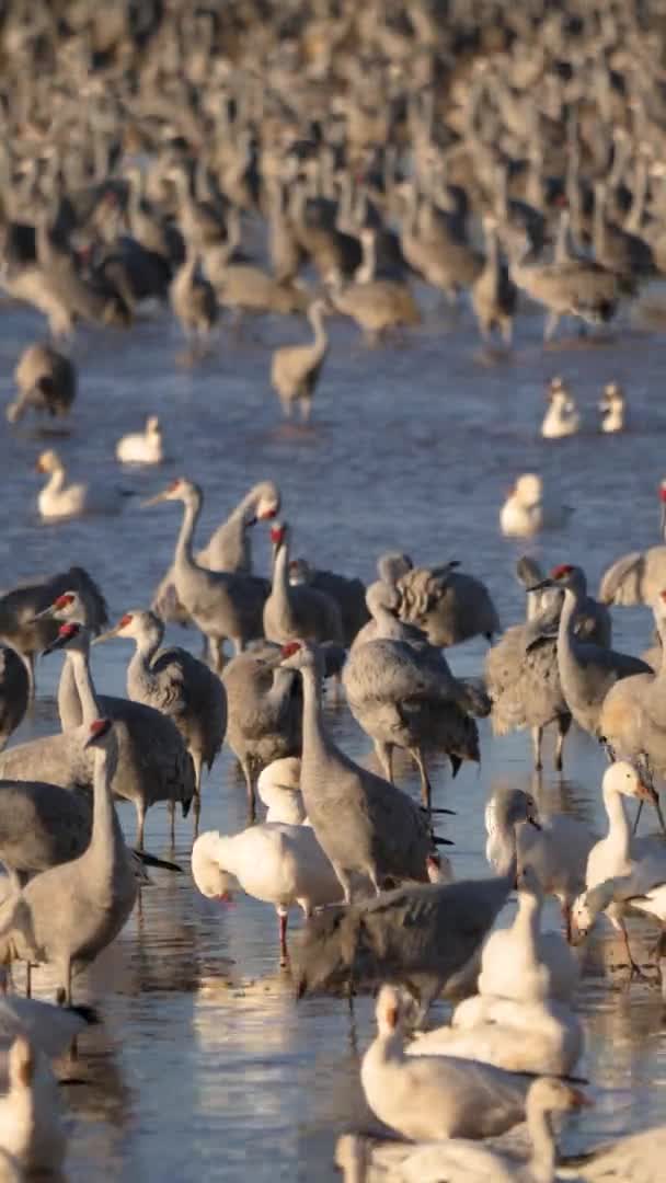 Γερανοί Sandhill Μπροστά Από Ένα Σμήνος Από Χήνες Χιόνι Πρωί — Αρχείο Βίντεο