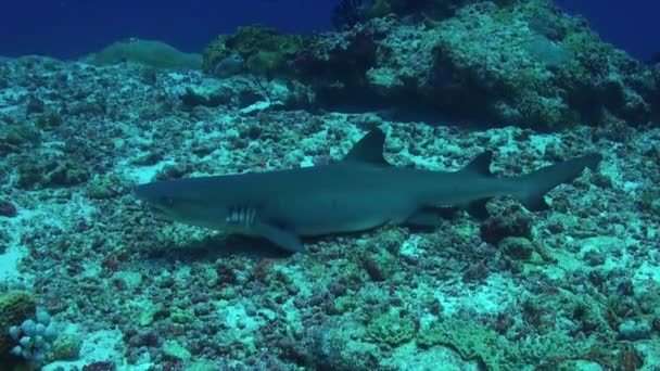 Λευκός Καρχαρίας Ύφαλος Που Αναπαύεται Στον Κοραλλιογενή Ύφαλο — Αρχείο Βίντεο