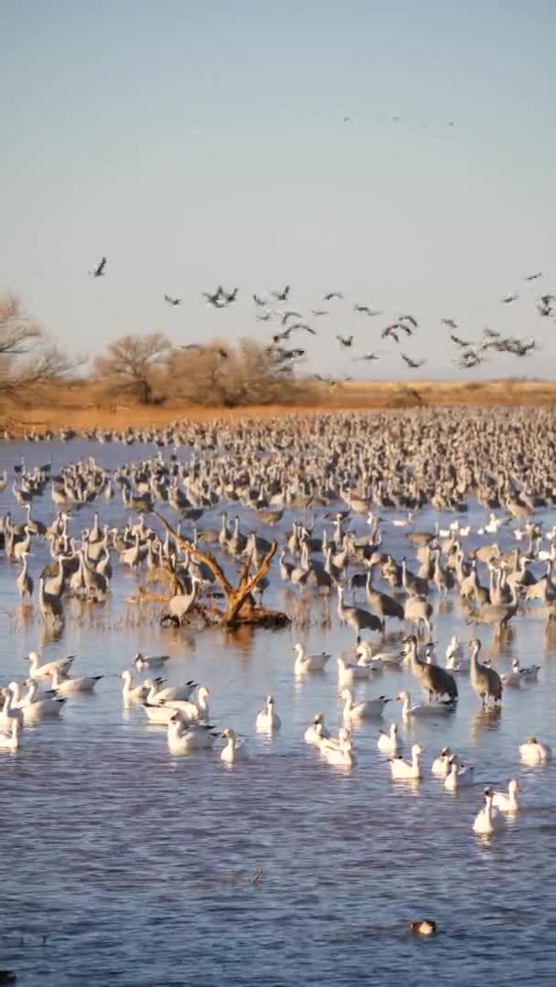 Vertical Shot Sandhill Cranes Standing Water Snow Geese Landing Flock — Stock Video