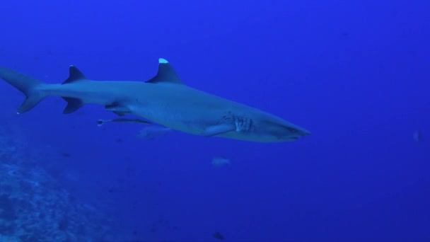 青い海の近くを白亜のサンゴ礁のサメが通り過ぎる — ストック動画