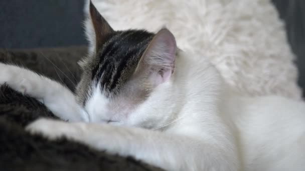 Gato Bebé Blanco Durmiendo Soñando Sofá Durante Día Cerca Cámara — Vídeo de stock