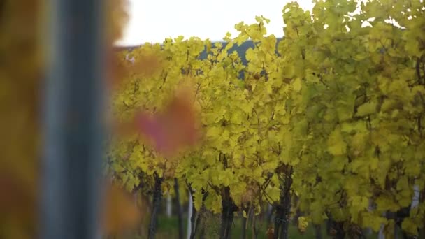 Grapevine Vineyard Plantation Autumn Moravia Czechia Closeup — Vídeo de stock