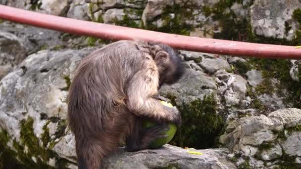 Wild Capuchin Monkeys Eating Fresh Coconut Sitting Rock Wilderness Close — Stock Video