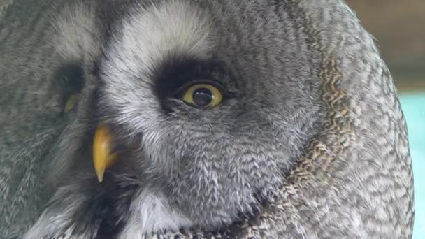 Wild Grey Owl Turning Head Super Slow Motion Outdoors Wilderness — Stockvideo