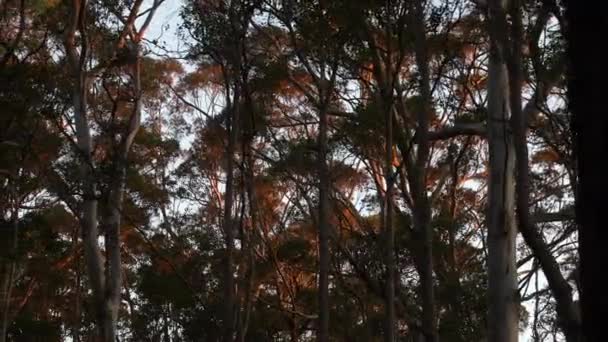 Déplacer Dans Une Forêt Dense — Video