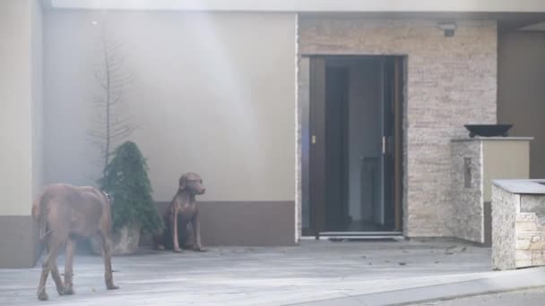 Rhodesian Ridgeback Cão Voltando Para Casa Através Porta Aberta Luz — Vídeo de Stock