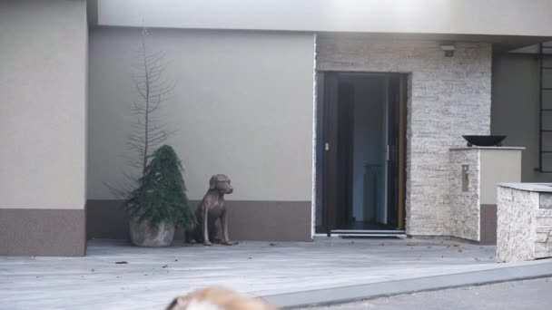Rhodesian Ridgeback Hond Loopt Terug Naar Huis Door Open Deur — Stockvideo