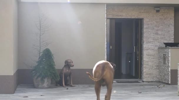 Rhodesian Ridgeback Cão Retornando Casa Através Porta Aberta Luz Solar — Vídeo de Stock