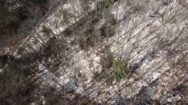 Late Winter Woods Norton Shores — Stockvideo