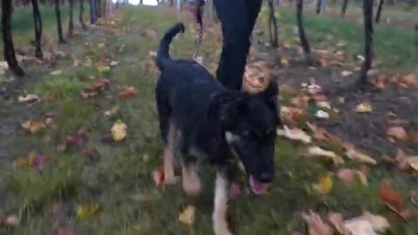 German Shepherd Puppy Leash Running Vineyard Lawn Autumn — Vídeo de Stock